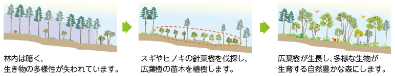 広葉樹林化イラスト