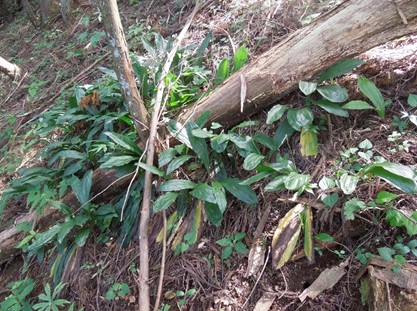 エビネ(南郷地区)