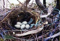 樹上に作られたカラスの巣にある卵の画像