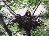 樹上に作られたカラスの巣にいるヒナの画像