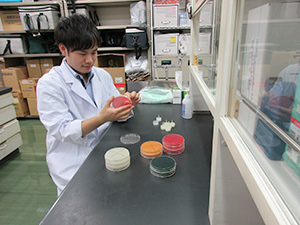 写真：細菌培養試験の様子