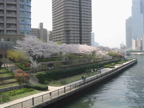 隅田川沿いに植えてあるサクラが春を迎え美しく咲いてます